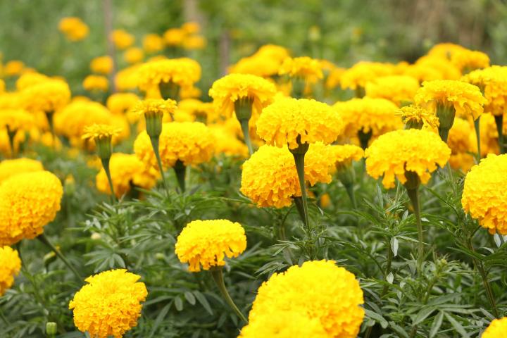 beautiful yellow flowers in the world 
